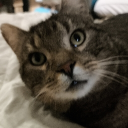 Cutecat