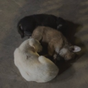 avatar tiên nữ záng trần