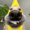 mrpeel_shorts