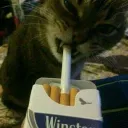 skibidi_kapec avatar