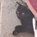 lollitupper
