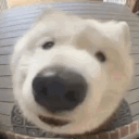 playful_parrot_909