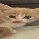 fitmouse