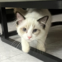 heizi001