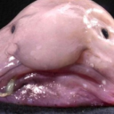 lucaspecheur_ member profile picture