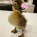 bmwduck