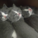 sethcb#5493's avatar