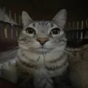 captivating_courgette_93993 avatar