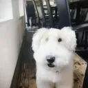 doge._.4 avatar