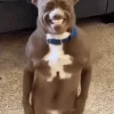 cchaabeetdkg