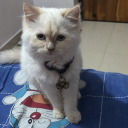 avatar Eda