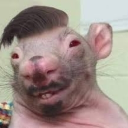 avatar Mestre Ratão Studio