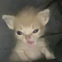 nose050_02653 avatar