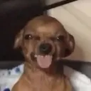 yushihareal