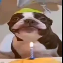 napoleonslive