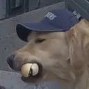pawxie