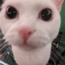 prankhaboru_