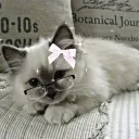 kitsunee.ee