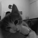 t0niyy