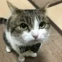 shetyfornite_21025 avatar