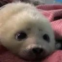 thehappy_seal