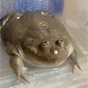 _spartiata_
