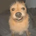 untied_elde_los_camotes_76606 avatar