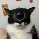 taterthoto