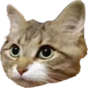 Gray Cat