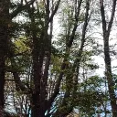 the_bacon_fish_63247 avatar