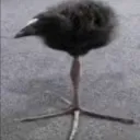 ihateapeextraction