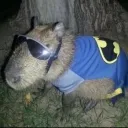 felipe_171011 avatar