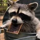 raccoon_tcg