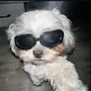trev_cool