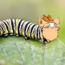 mszipzap