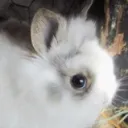 bunnibunni426