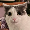 avatar JeSuisUnCanard | Dodo