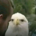 avatar Suspicious looking eagle