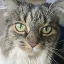thedabloon_cat