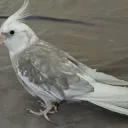 wpigeon8