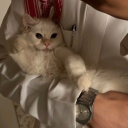 avatar Ziyād ibn ʿUmar al-Dimashqī 🌙📚