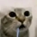 maplechu