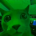 thebossofcats