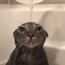 viego12