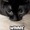 josh2cnd_32271 avatar