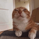 skaizertv