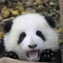 scotty_pandaodessa