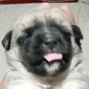 soy_gonzitorinco avatar