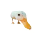 thefamousduck