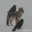vd5n
